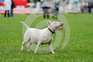 Bull Terrier dog