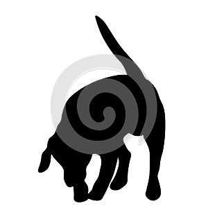Bull terrier dog black silhouette on white background