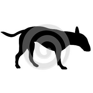 Bull terrier dog black silhouette on white background
