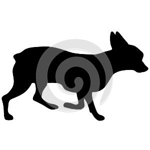 Bull terrier dog black silhouette on white background