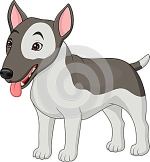 Bull Terrier dog breed