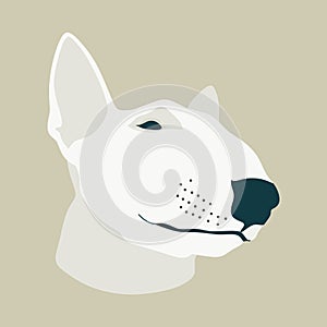 Bull terrier dog breed