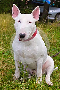 Bull Terrier Dog breed