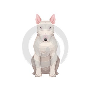 Bull terrier dog with egg-shaped head, short white hair and pink ears. raphic Detailed flat vector design for poster of