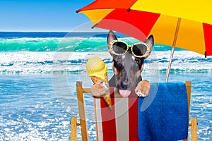 Bull terrier dog on a hammok in summer