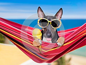 Bull terrier dog on a hammok in summer