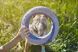 Bull terrier dog look on puller toy outdoors