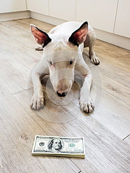 Bull Terrier dog looking to money