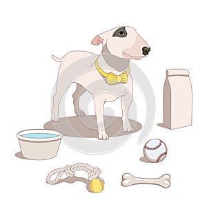 Bull terrier dog with pet supplies