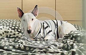 Bull terrier dog with strip shirt on polka dot bedroom
