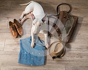 Bull terrier Dog and Vintage male clothing and accessories photo