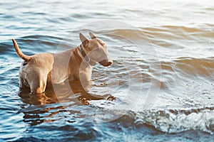 Bull terrier dog in water. Invite owner to play