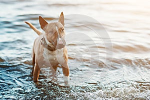 Bull terrier dog in water. Invite owner to play