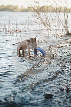 Bull terrier dog in water play with puller toy