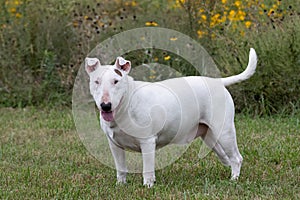 Bull terrier with droopy ears in the grass