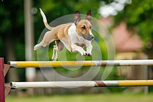 bull terrier executing a perfect jump over an agility bar