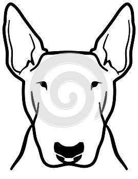 Bull terrier head