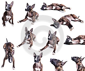 Bull terrier isolated collection