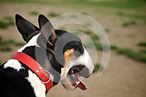 Bull Terrier lying on the grass