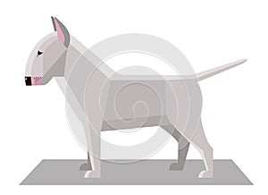 Bull Terrier in the minimalist style
