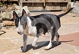 Bull Terrier mom walking through the yard