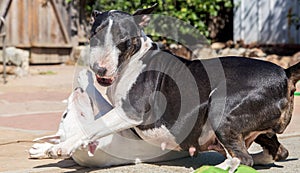 Bull Terrier mom wrestling with her baby