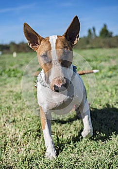 Bull terrier in obedience