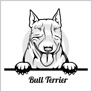 Bull Terrier - Peeking Dogs - breed face head isolated on white