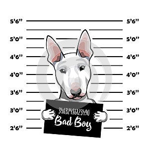 Bull terrier prisoner. Police placard, Police mugshot, lineup. Arrest photo. Photo offender. Vector.