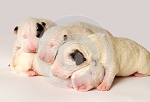 Bull Terrier puppies, 10 days old, lying in side over white background