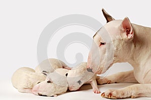 Bull Terrier puppies, 10 days old, lying in side over white background