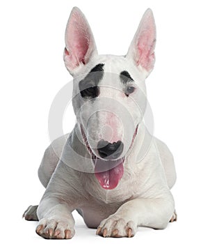 Bull Terrier puppy, 6 months old, lying