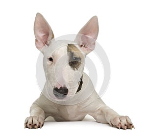 Bull Terrier puppy against white background