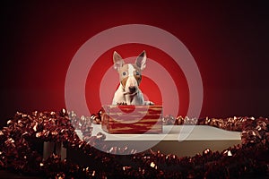 Bull Terrier puppy sits in the studio on the white desk, red background, christmas