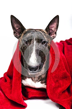 Bull terrier with red drape and big ears