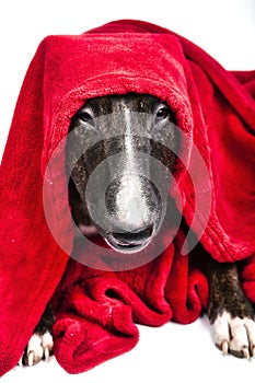 Bull terrier with red drape frontal