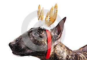 Bull terrier with reindeer antlers closeup