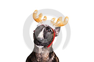 Bull terrier with reindeer antlers portrait