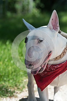 A bull terrier running in the park