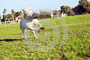 Bull Terrier Running in the Park with Toy