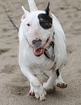 Bull terrier running through the sand