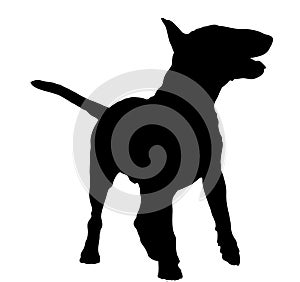 Bull terrier silhouette photo