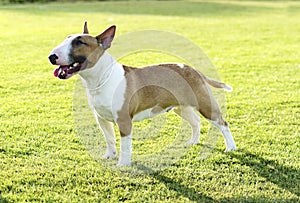 Bull Terrier photo