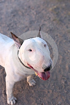 Bull Terrier smiling and looking up for his picture