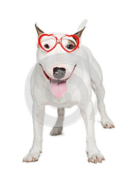 Bull terrier, standing against white background