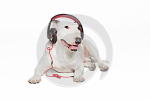 bull terrier, standing against white background