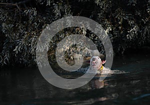 Bull terrier swims on a mountain river