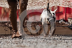 The Bull Terrier together with the owner overcame an obstacle in the form of a pit filled with water and mud
