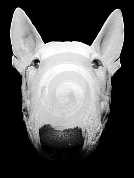 Bull Terrier up close