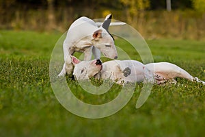 Bull terriers in the grass